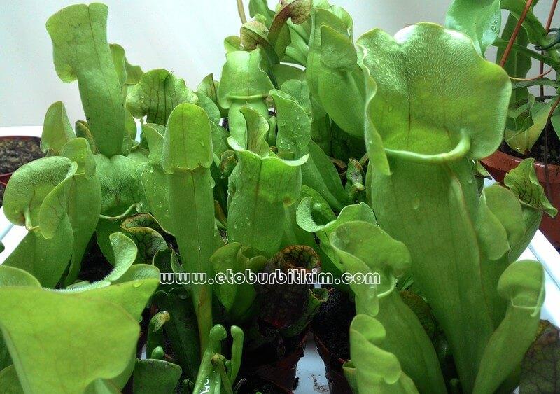 Sarracenia-purpurea-venosa.jpg