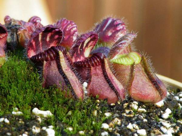 cephalotus bakımı