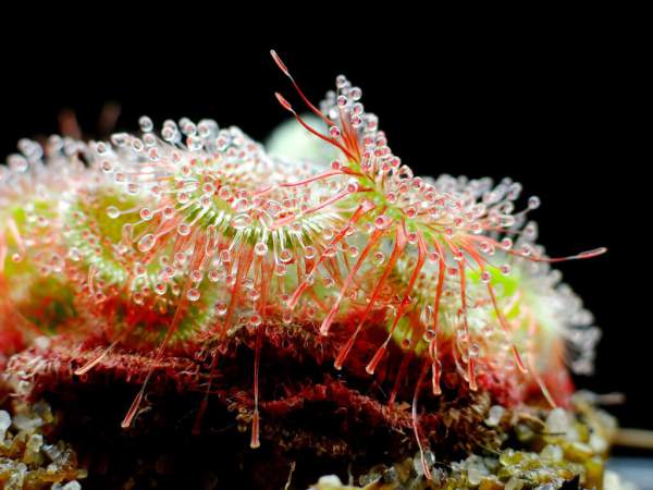 drosera bakımı