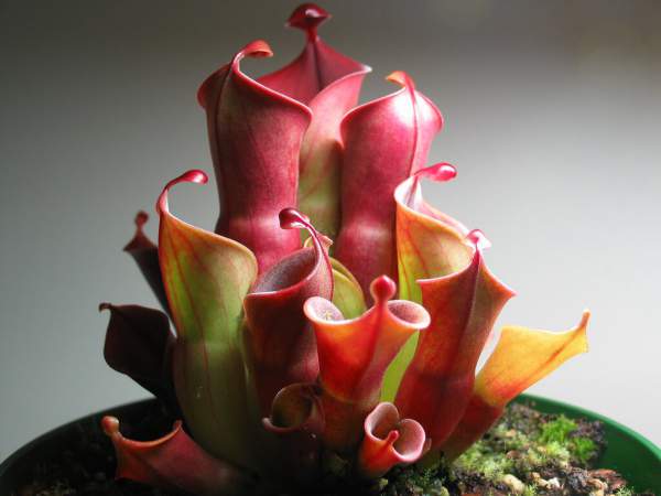 heliamphora bakımı