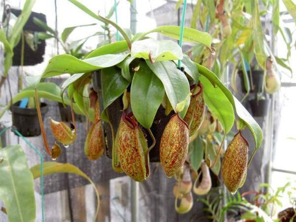 nepenthes bakımı