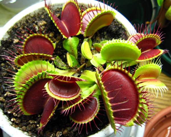 venus fly trap bakımı