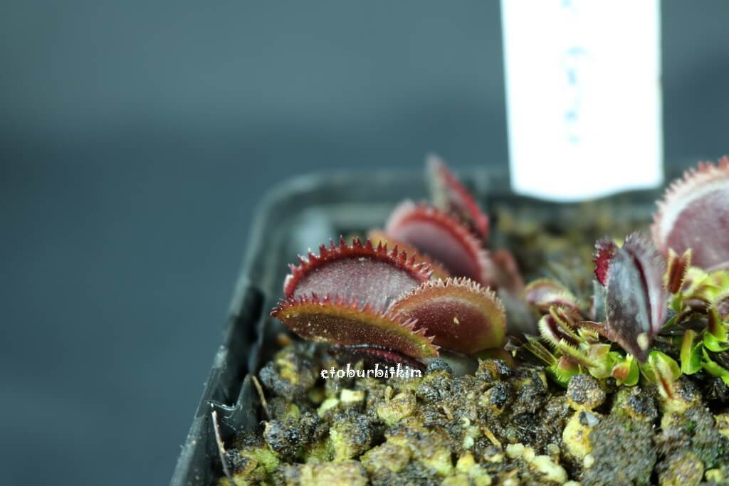 bohemian-garnet-venus-flytrap