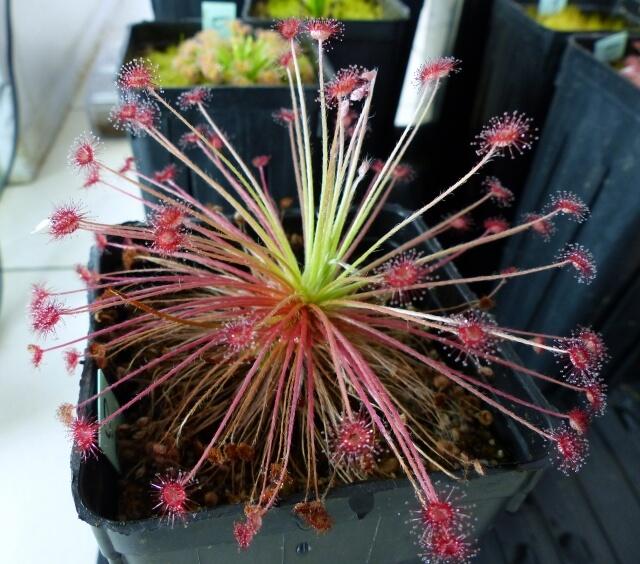 Drosera paradoxa