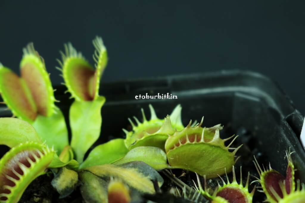 fused-tooth-vft