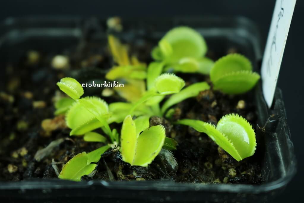 green-sawtooth-venus-flytrap