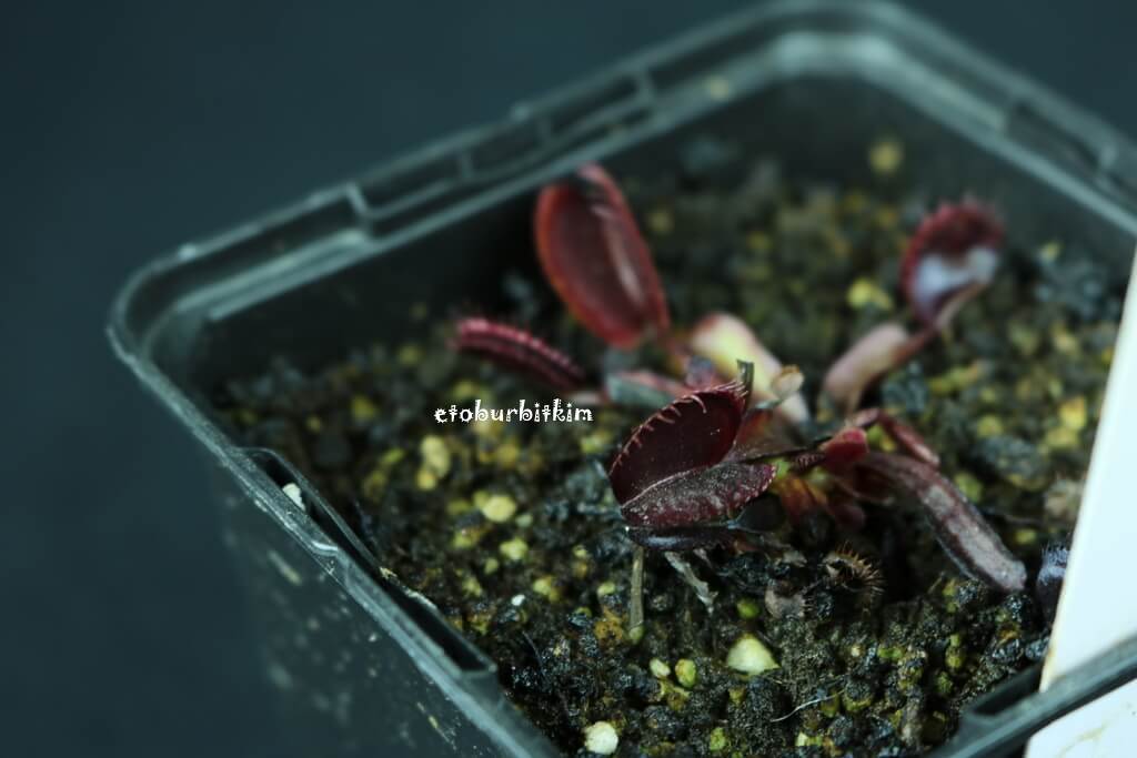 maroon-monster-venus-flytrap