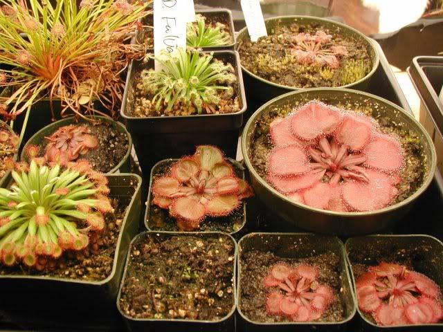 Drosera petiolaris complex