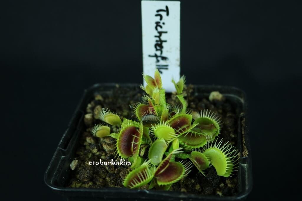 trichterfalle-venus-flytrap