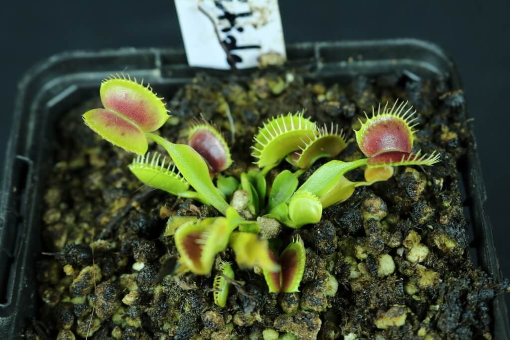 venus-fly-trap-crested-petioles