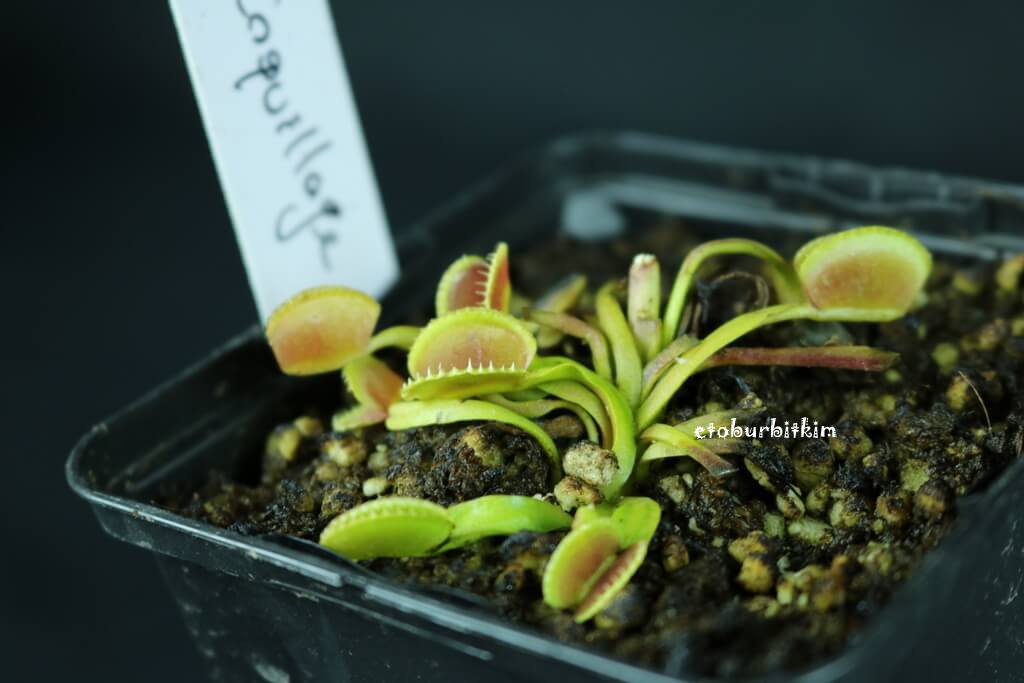 venus-flytrap-coquillage