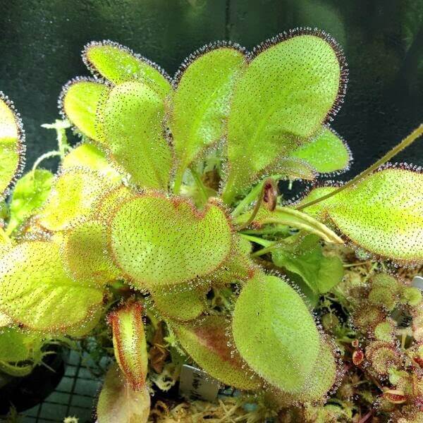 drosera-andromeda-2