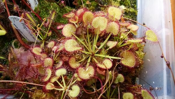 drosera-prolifera