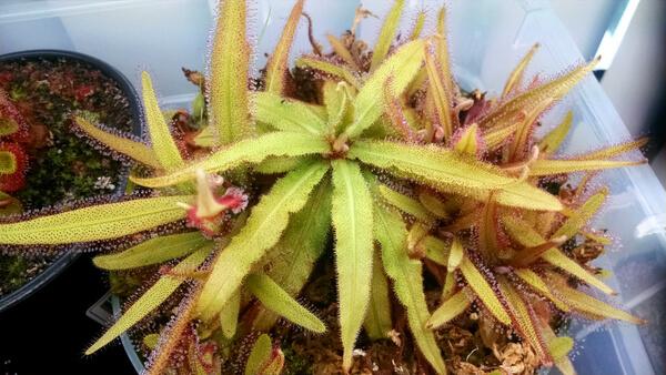 drosera-adelae