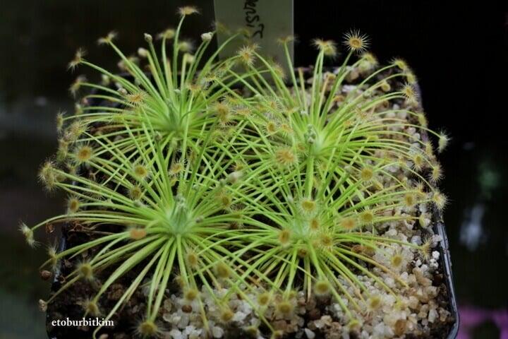 Drosera Broomensis