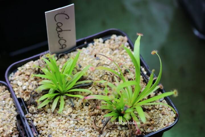 Drosera Caduca