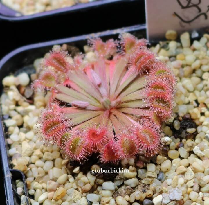 Drosera Darwiniensis