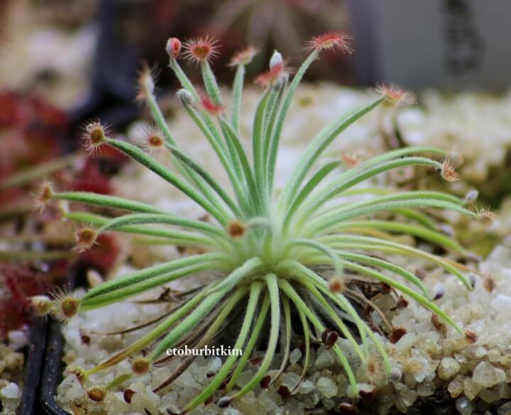 Drosera Derbyensis 