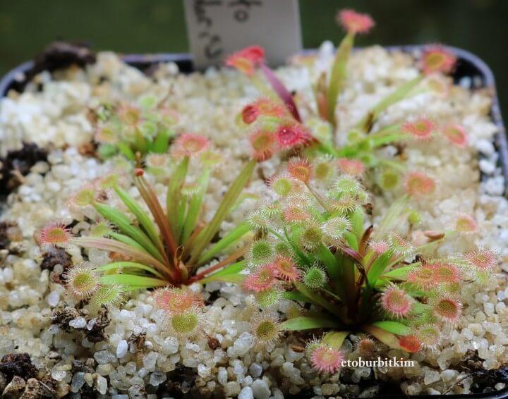 Drosera Dilatato-petiolaris