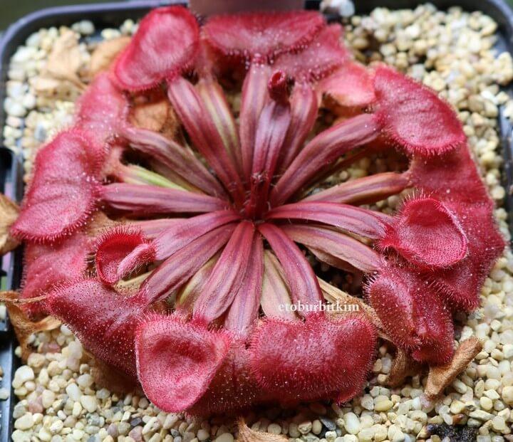 Drosera Falconeri 