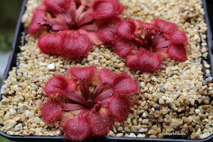 Drosera Falconeri 