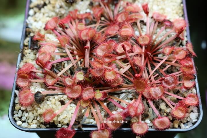 Drosera Kenneally