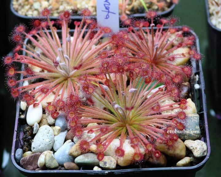 Drosera Lanata