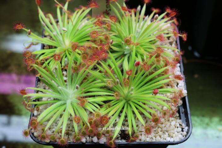 Drosera Ordensis