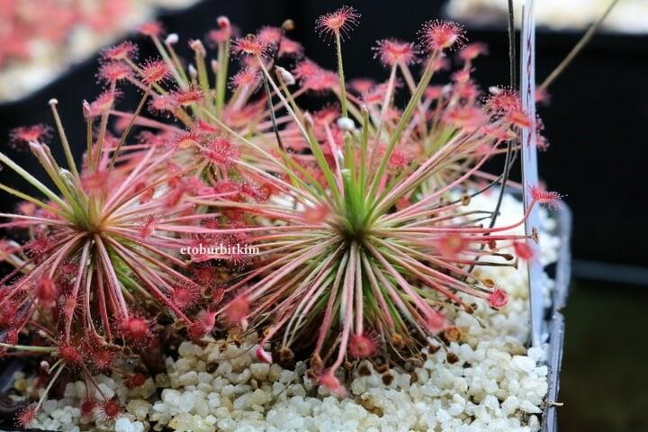 Drosera Paradoxa 