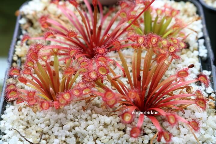 Drosera Petiolaris